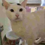 Cat of the Week