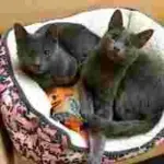 Cats of the Week