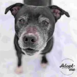 Dog of the Week