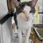 Cat of the Week