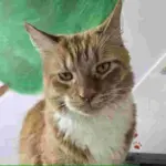 Cat of the Week