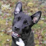 Dog of the Week
