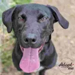Dog of the Week