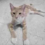 Cat o-f the Week