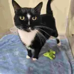 Cat of the Week