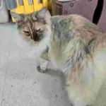 Cat of the Week