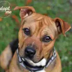 Dog of the Week