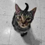Cat of the Week