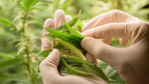 Trump Administration to reclassify medical marijuana restrictions, expanding research potential