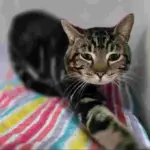 Cat of the Week
