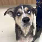 Dog of the Week