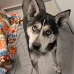 Dog of the Week