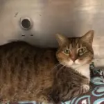 Cat of the Week