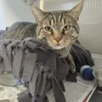Cat of the Week