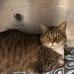 Cat of the Week
