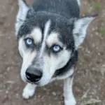 Dog of the Week