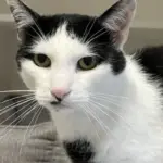 Cat of the Week