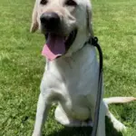 Dog of the Week