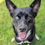 Dog of the Week