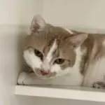 Cat of the Week