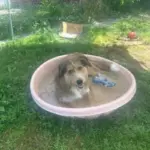 Dog of the Week