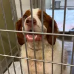 Dog of the Week