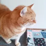 Cat of the Week