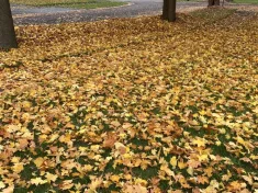 autumn-fall-leaves-img210140
