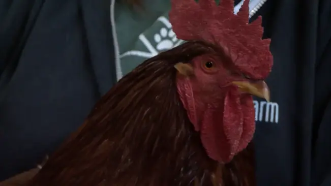 screenshot-2026-01-08-164003892208