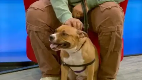 java-e1769781026558422804