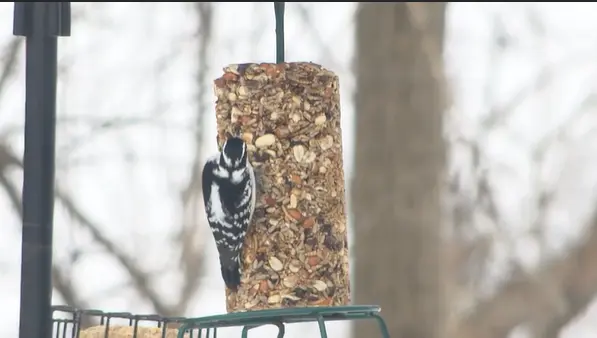 screenshot-2026-02-03-171702248883