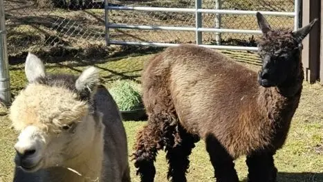 spz-alpacas-1-e1774642244894409470