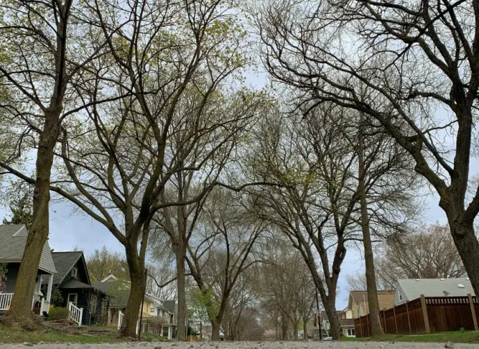 rochester-tree-canopy916909