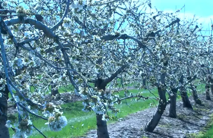 schutts-apple-mill-4-19