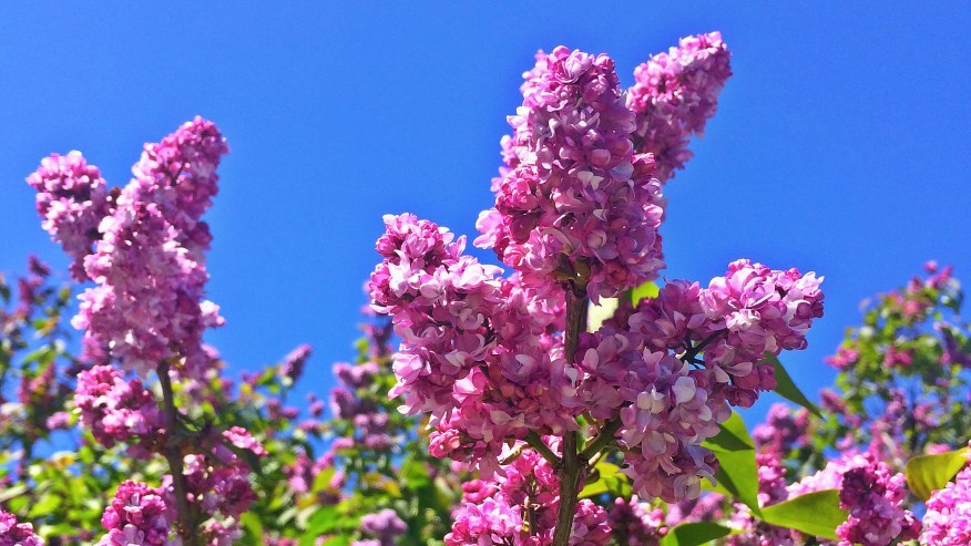 lilac_festival_112119_1