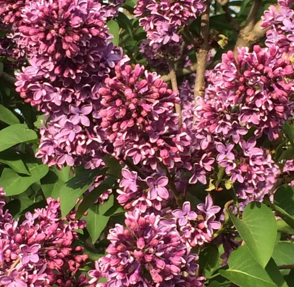 lilacs-highland-park-rochester-flower-city