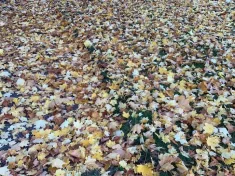 autumn-leaves-fall-rakes455778
