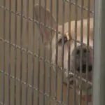 dogs-puppy-puppies-humane-society-animal-shelters839746