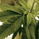 closer-marijuana-letter-from-sens_012724_ap_jim-mone-e1709157688966826482
