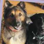 websterpetmeetflyer-1-1266256