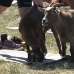 goat-yoga439324