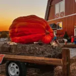 7fc8981a-6ed3-4326-84e6-16ede1ca7bf3611217