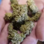 weed_shop_032023ap_cannabis-1710361