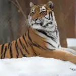 spz-amur-tiger-kenny-krieger433870