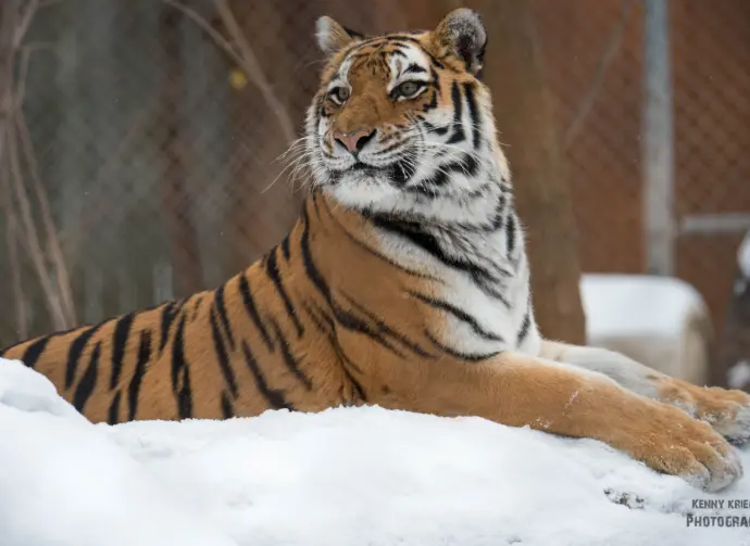 spz-amur-tiger-kenny-krieger433870