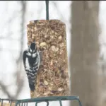 screenshot-2026-02-03-171702103171