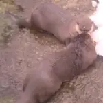 screenshot-2026-03-03-145156785006