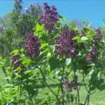 lilac-festival-lilacs-nature-plants-spring-flowers-bloom773134