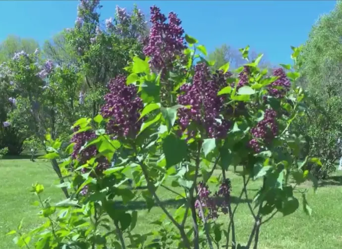 lilac-festival-lilacs-nature-plants-spring-flowers-bloom773134