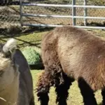spz-alpacas-1-e1774642244894835843